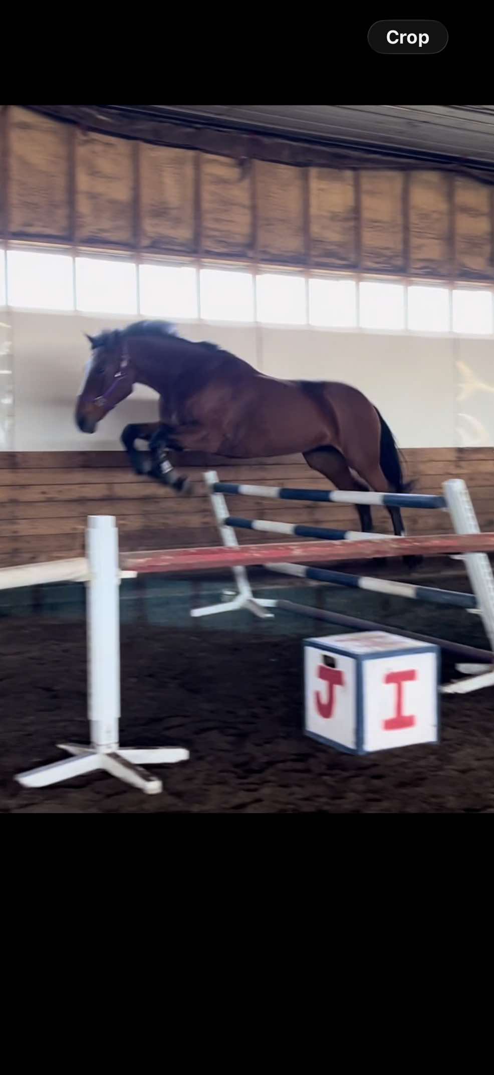 @Kaya_Equine _Molly
