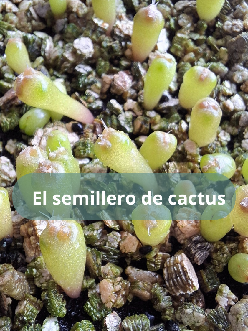 @Sucucrochet Artextil 🌵🧶