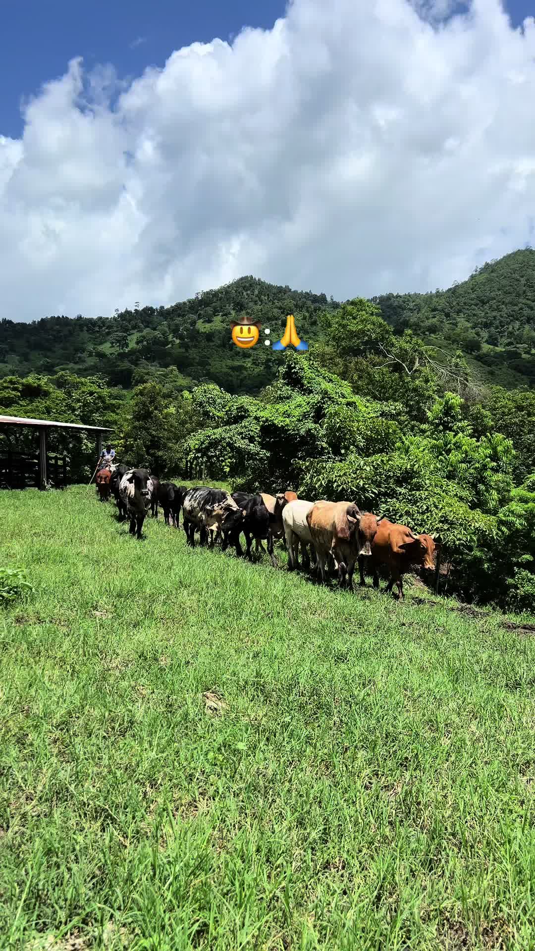 @_Ingeniero_Zeledon🤠🍀🕺