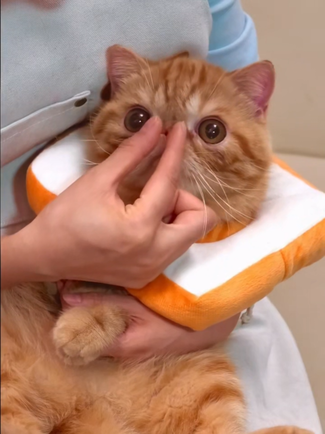 @Chonky World Of Cats