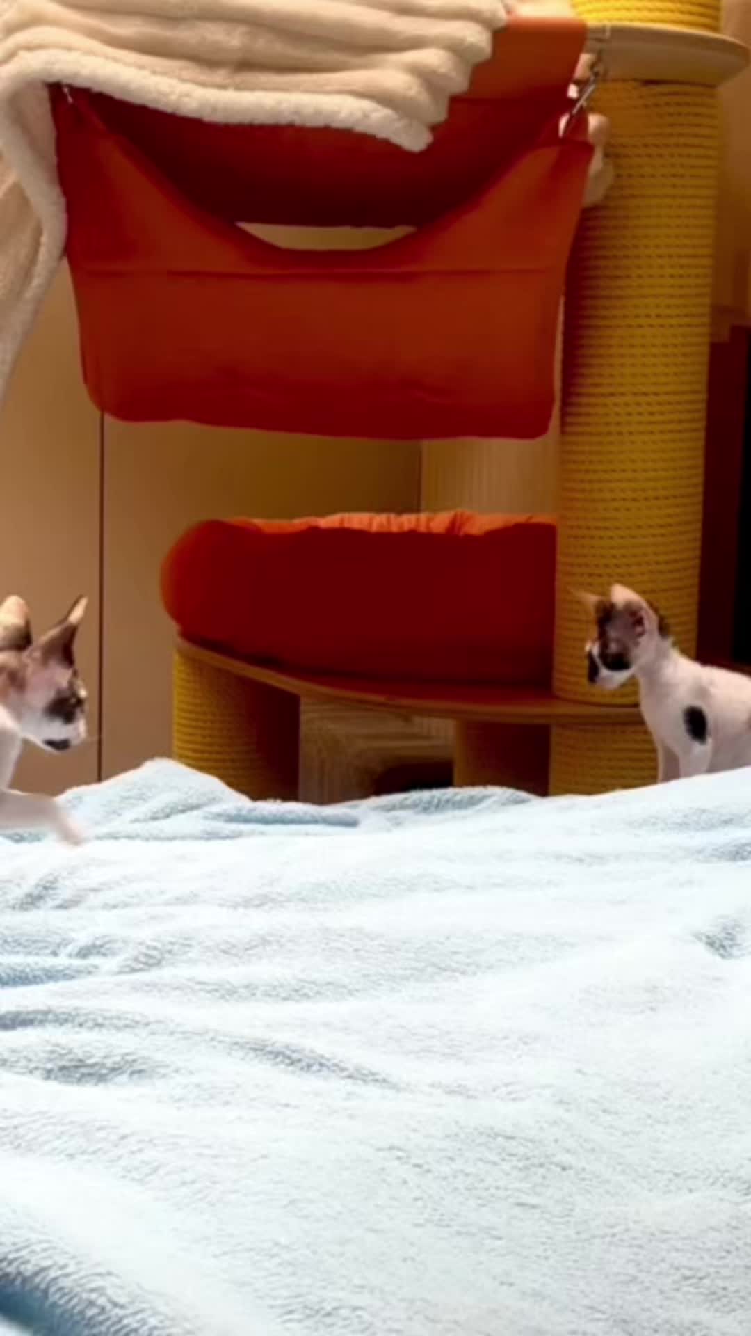 @patimolli_cattery