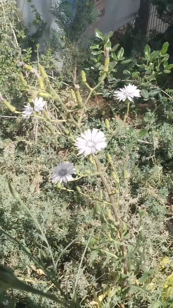 @urban_nature