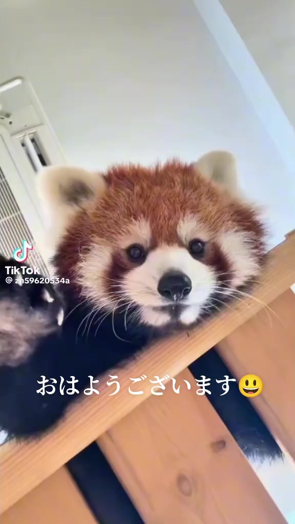 @クマ🐻(うえぴー）✊️❌️🐤