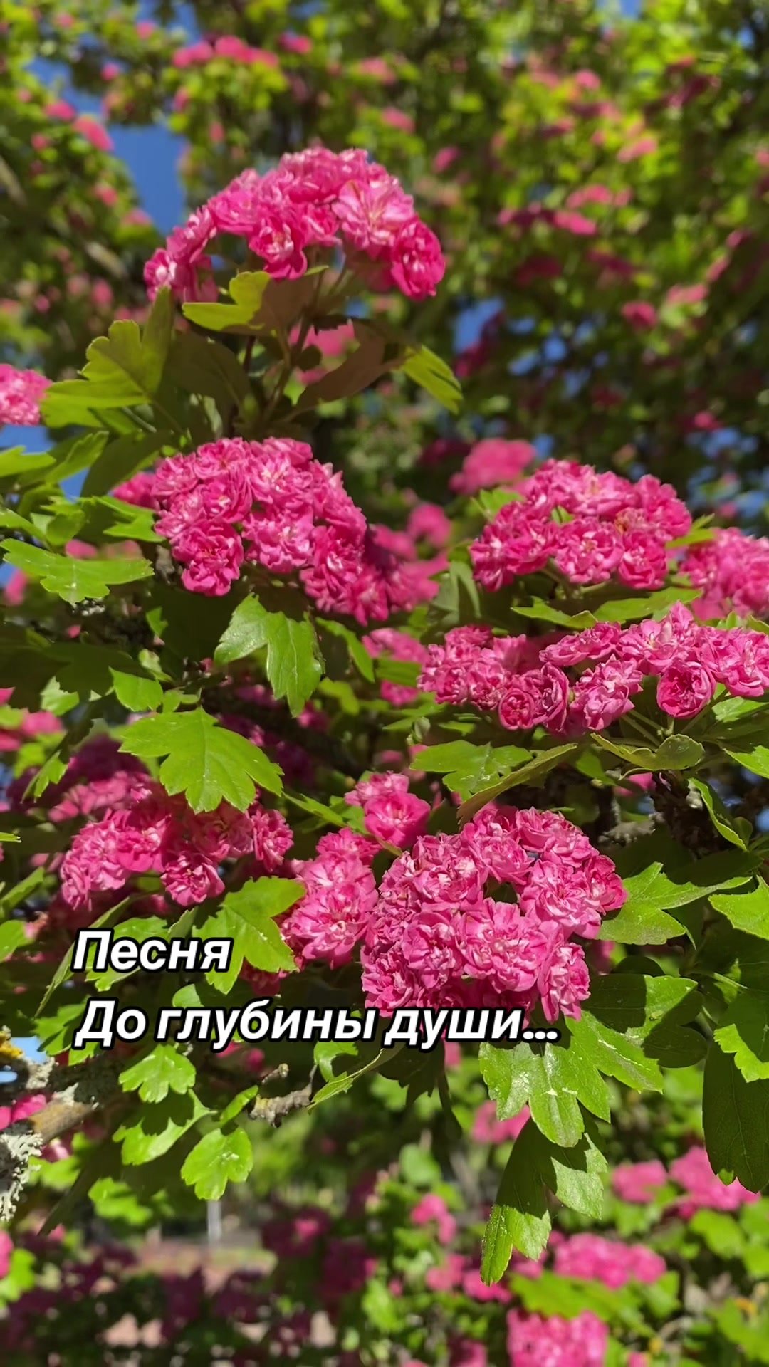 @🌿💠 ANASTASIYA💠 🌿