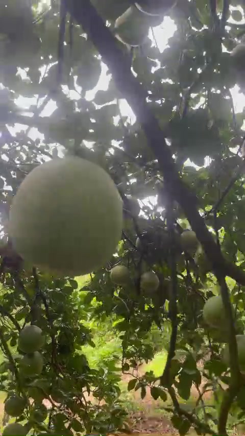 @Bàn tay nhỏ 63B3