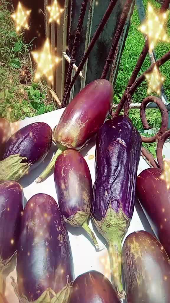 @Rekha Shivram