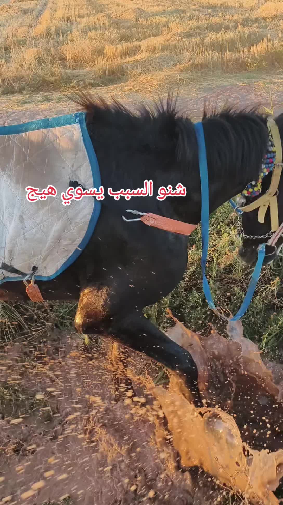 @حمودي حمودي ☺