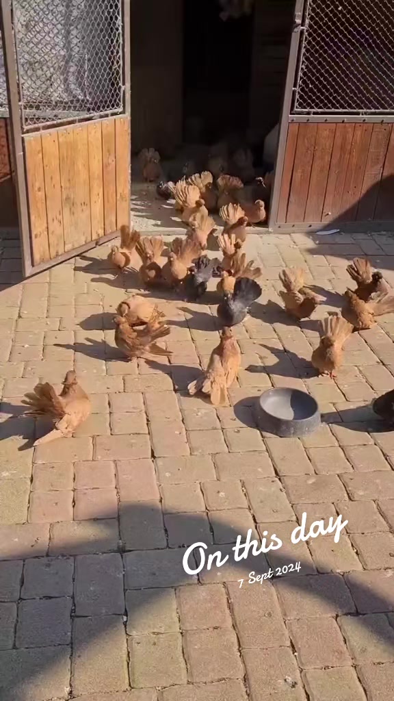 @Pigeons Tv