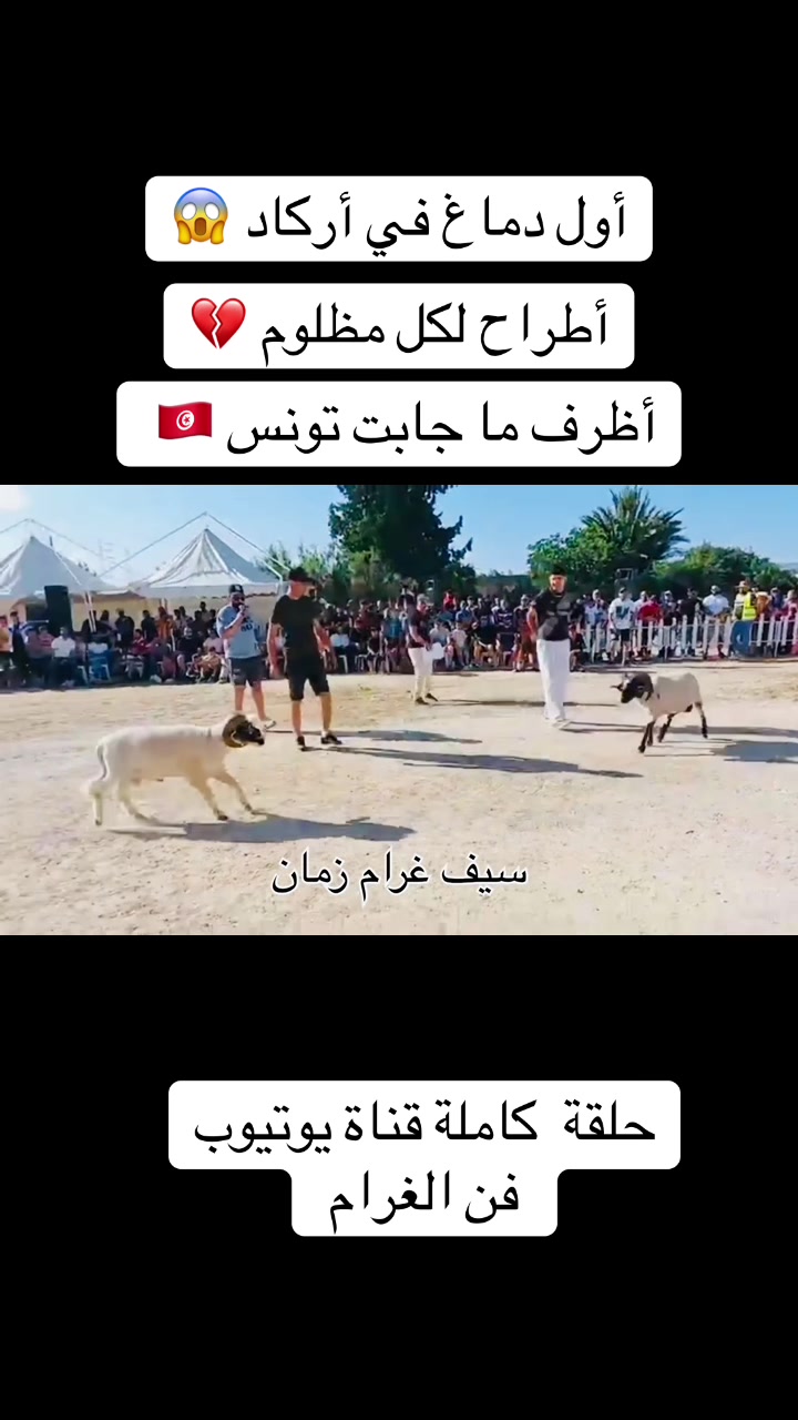 @سيف غرام زمان 🇹🇳