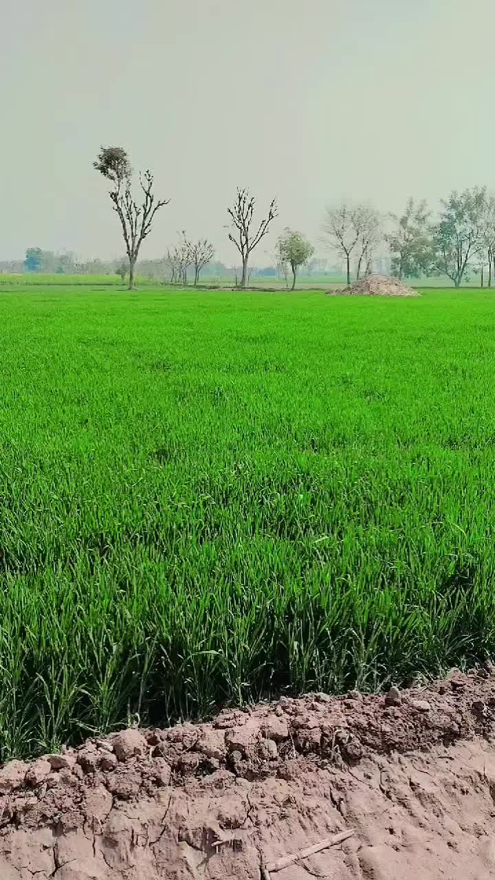 @Mahar.Adnan.195
