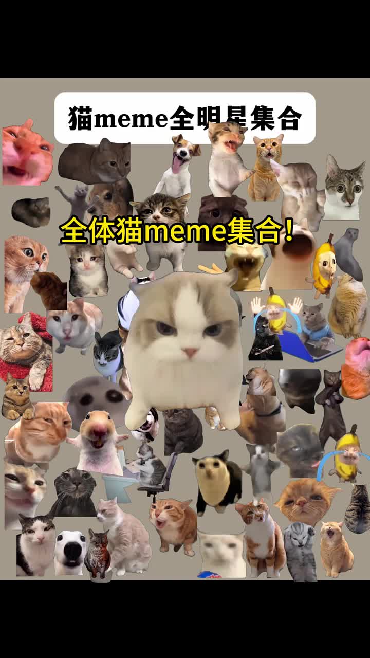 @catmeme4239