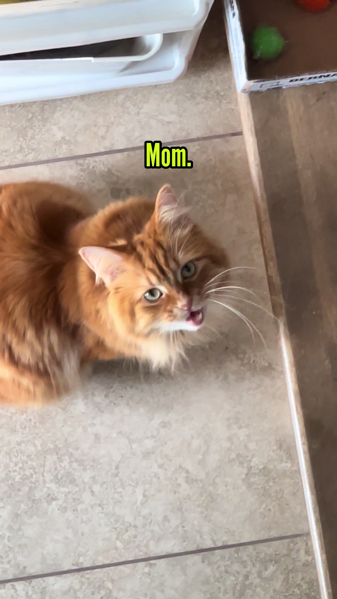 @The Oreo Cat