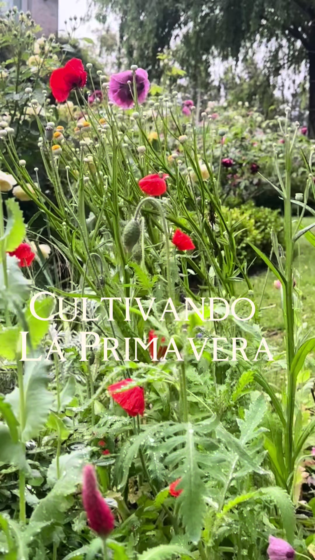 @Maria Gomensoro🌹