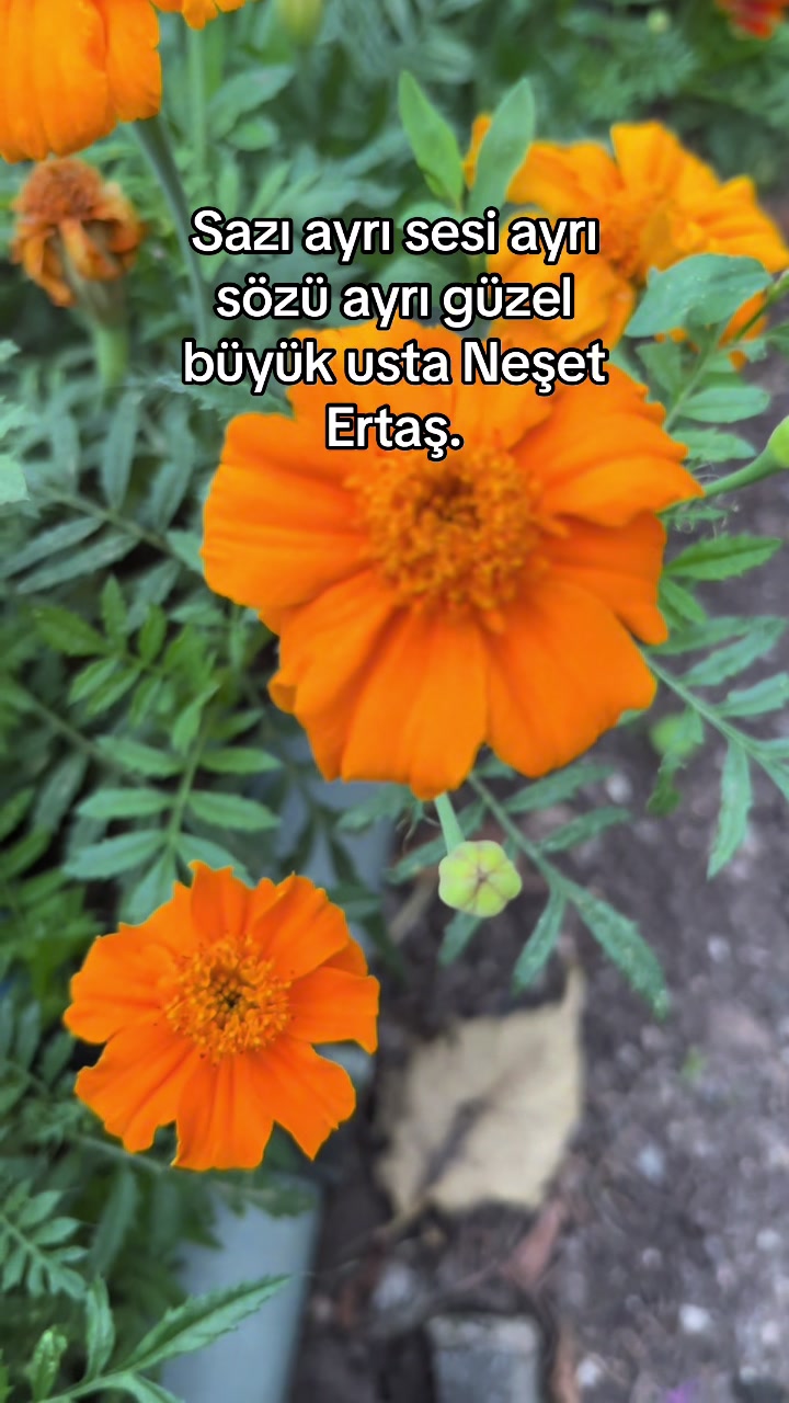 @🦋♾️ Zeyzey Zeynep 06 71 ♾️🦋