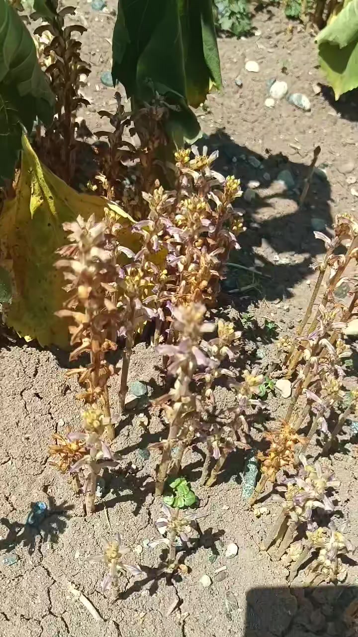 @Emrah 25