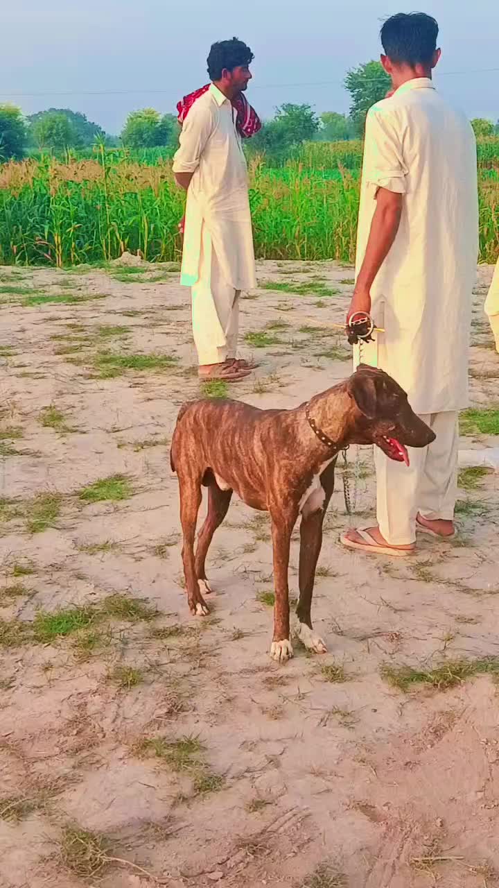 @nawabshansial