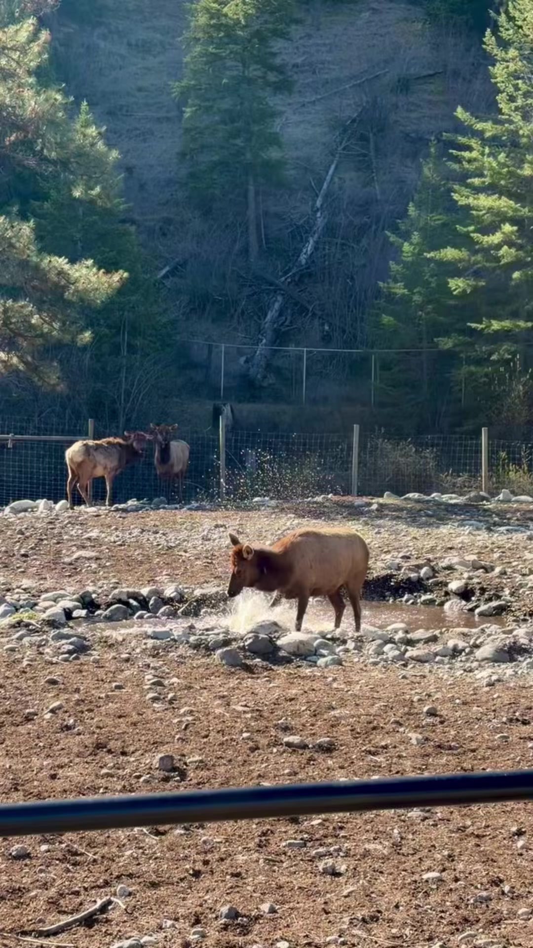 @BC Wildlife Park