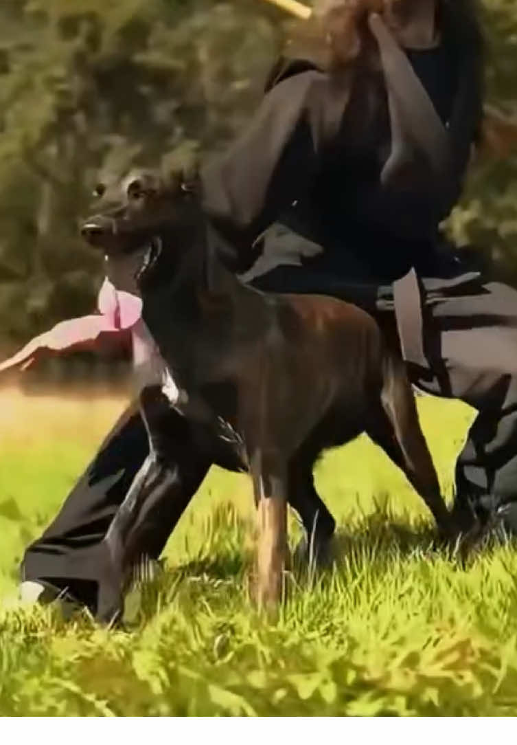@dogsagaz