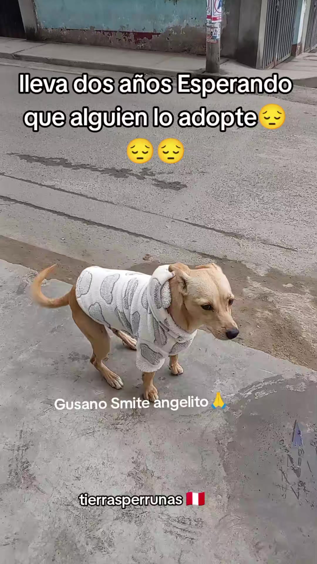 @Asociación T.Perrunas🐕🐈🇵🇪