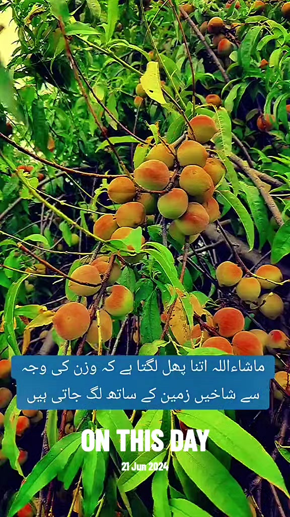 @Abrar Saleem Ch