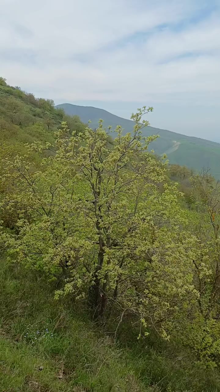 @Sənan Nəsibov
