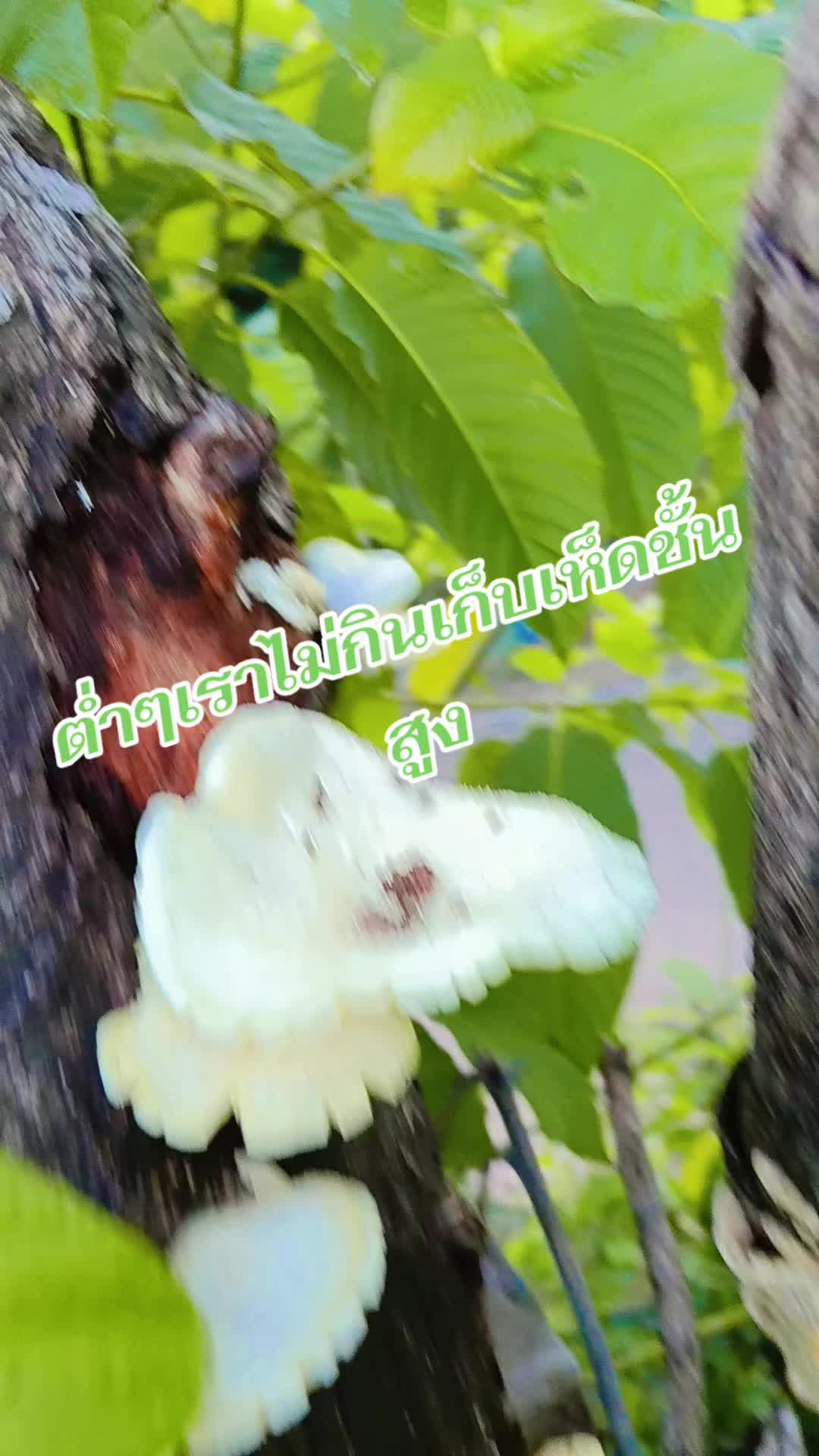 @pranee