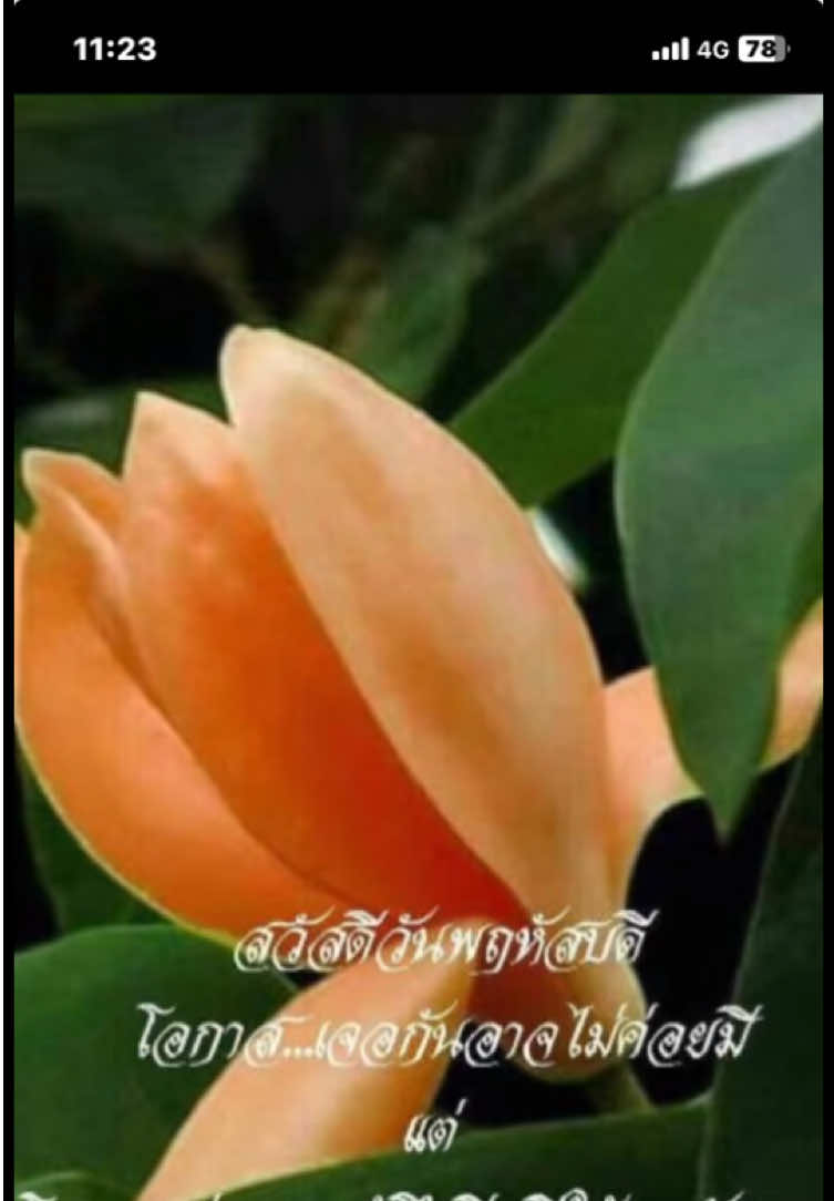 @sonthaya6595