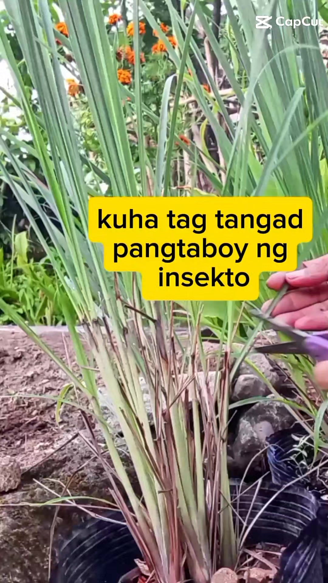@Flores