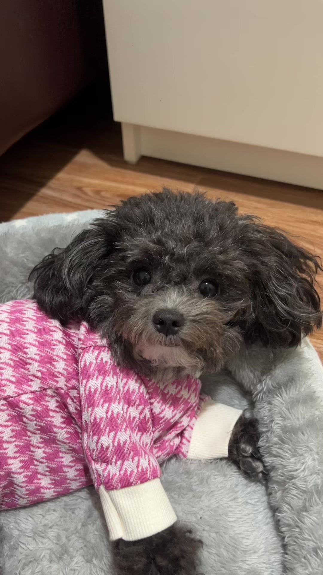 @chippi the poochon