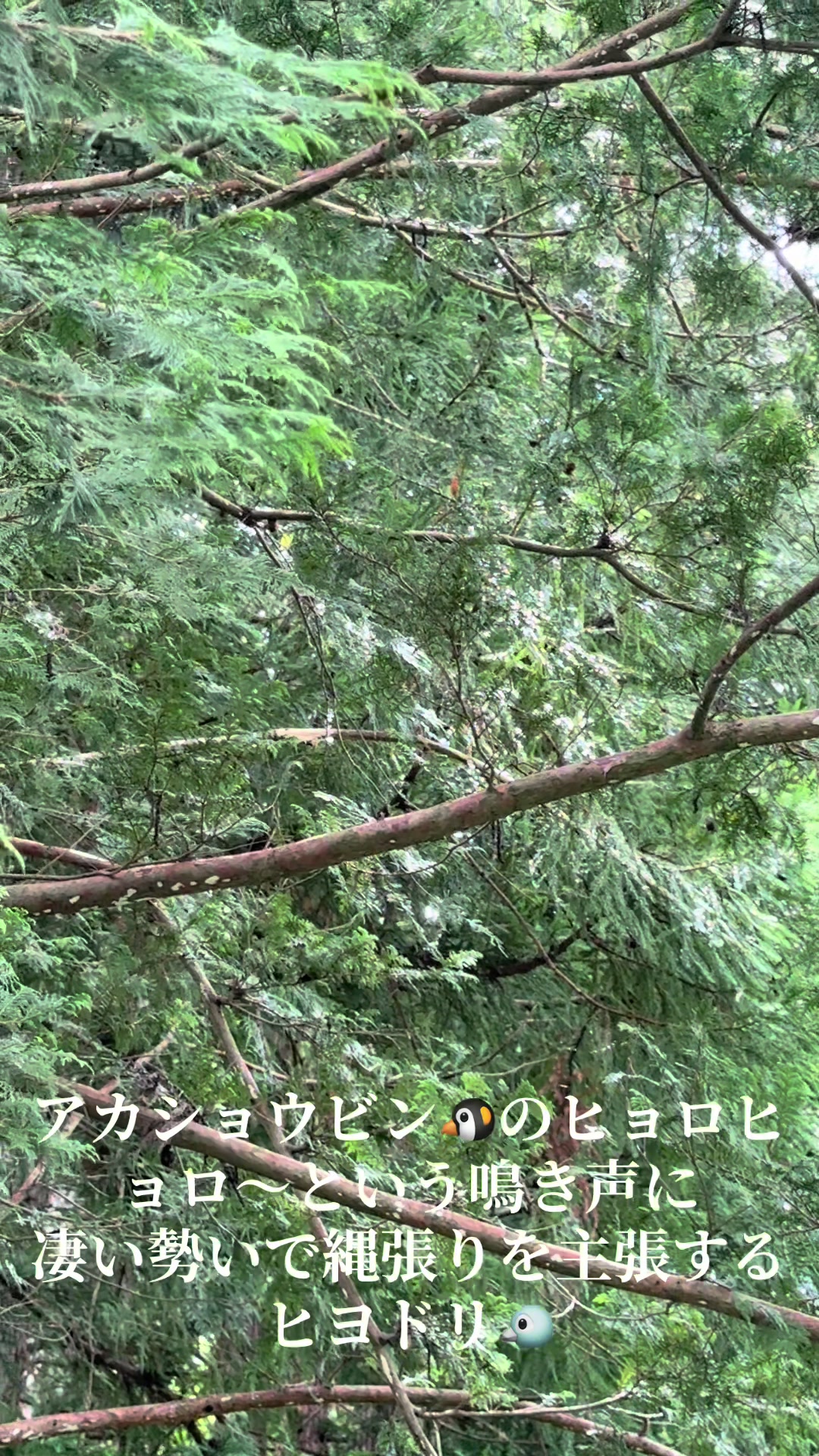 @なるみ（narumi）