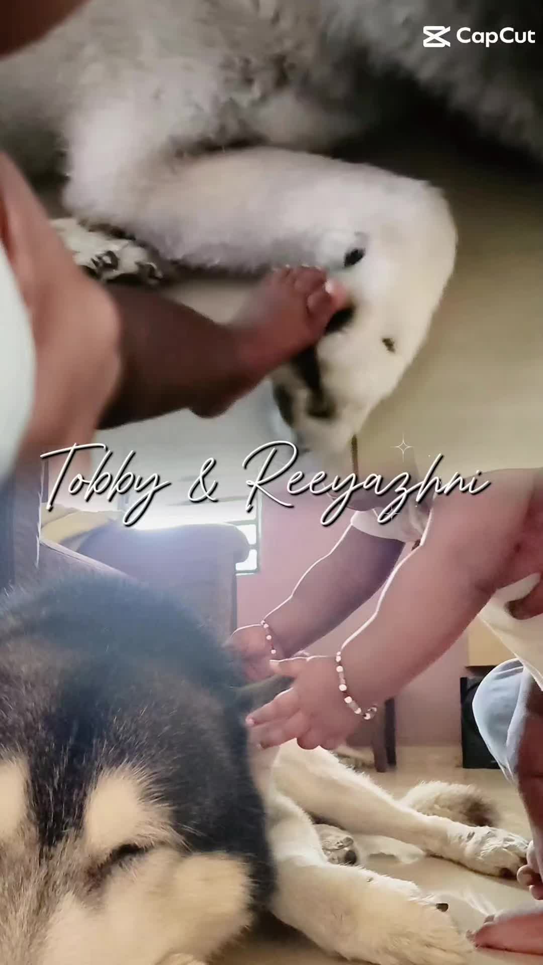 @TobbyMishika_TheHusky