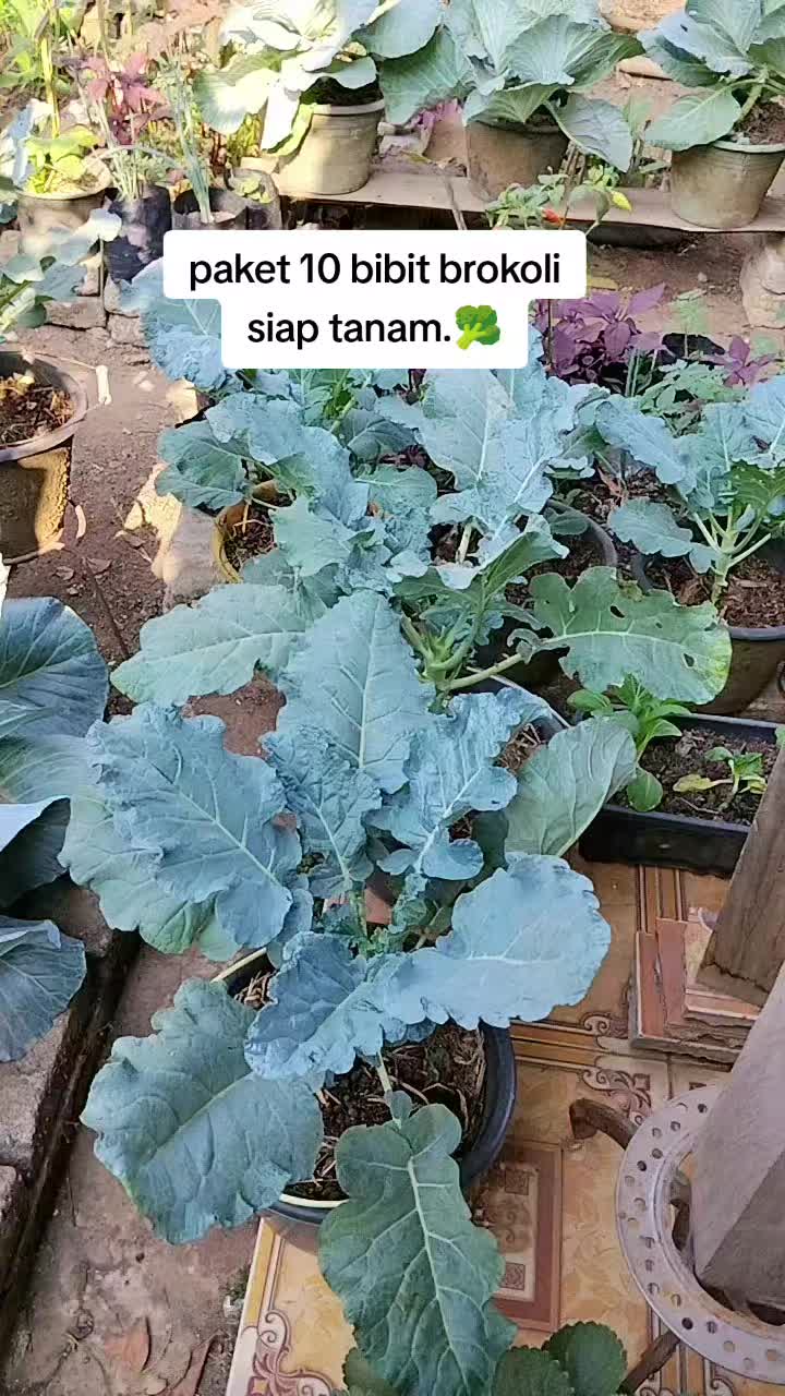 @Rastridd