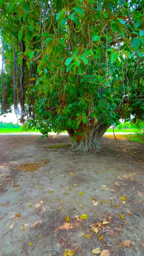 @🍃 𝑽𝒊𝒍𝒍𝒈𝒆𝑹 𝑩𝒐𝒀𓀑