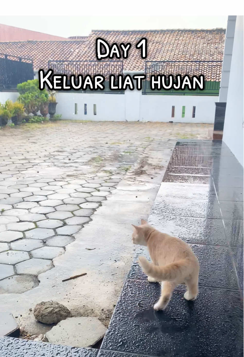 @Diantara