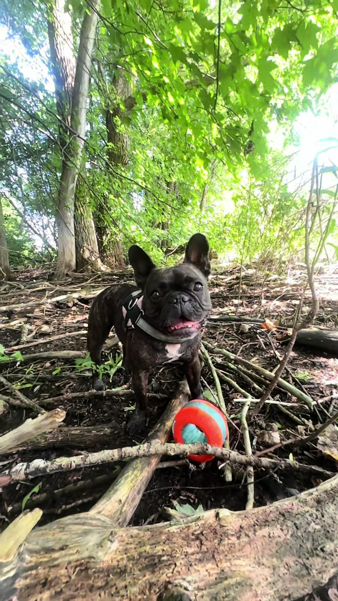 @Lucy the Frenchie