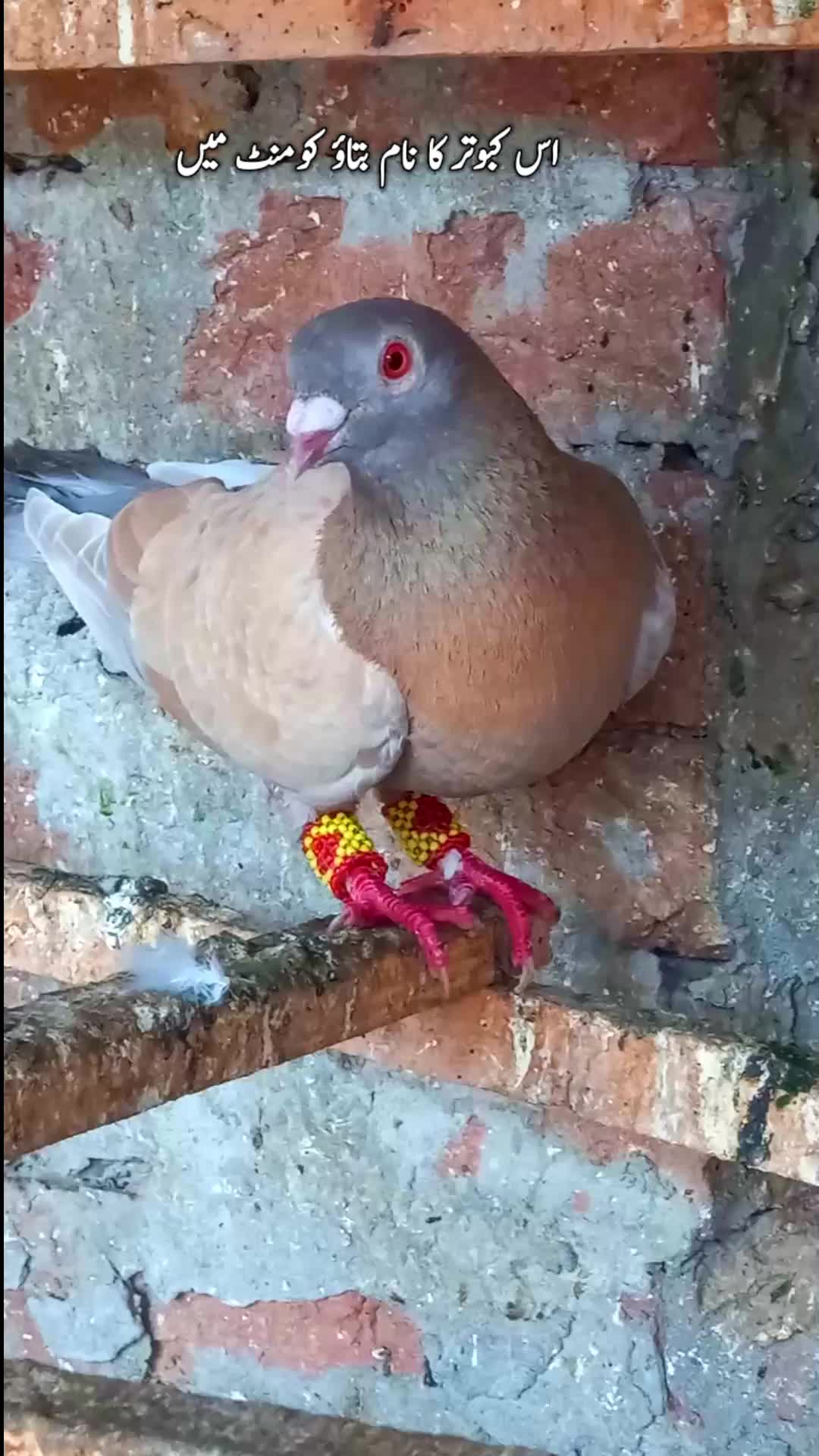 @𝑹𝒂𝒔𝒉𝒊𝒅 𝑻𝒂𝒃𝒂𝒔𝒔𝒖𝒎