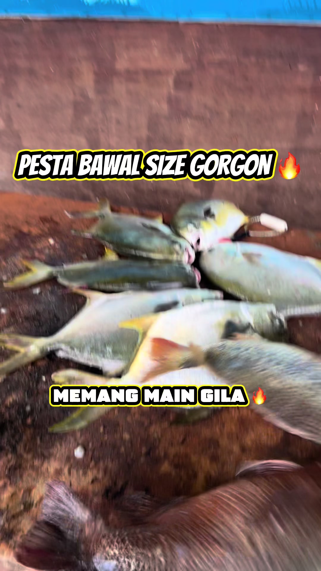 @M Z Reel 🎣