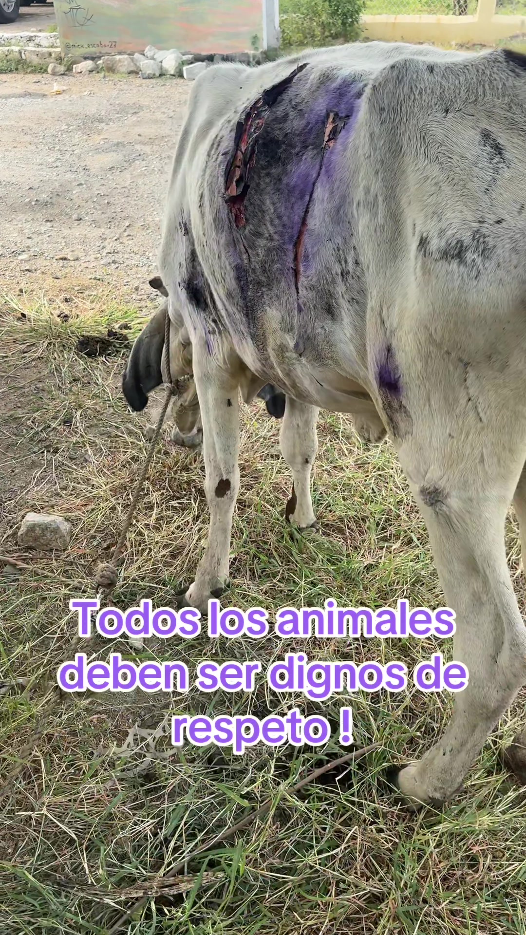@Rescatando a los Peludos