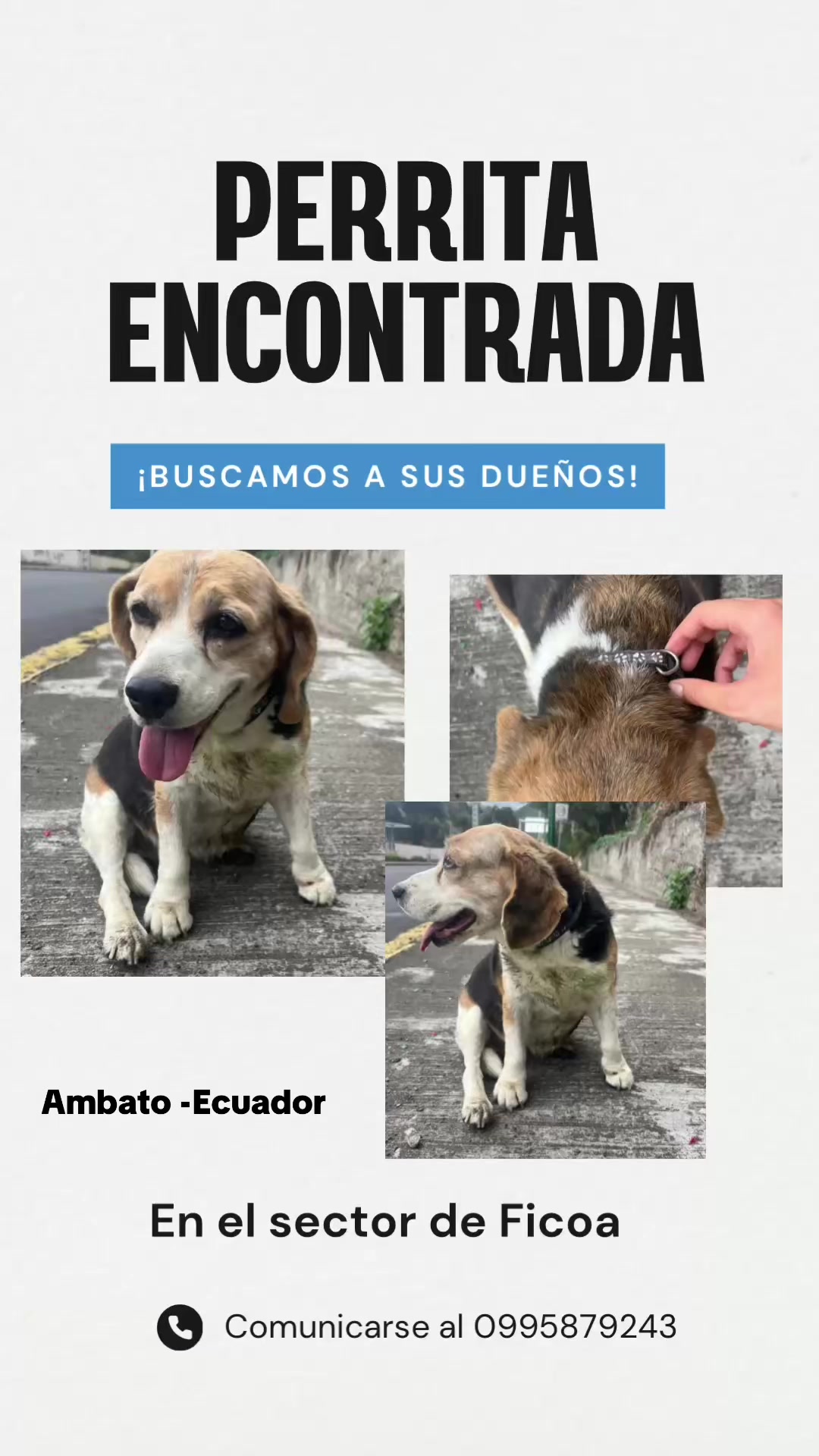 @Amigoscaninos_Ambato