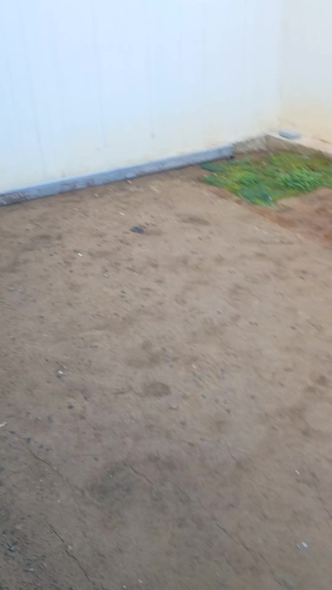 @el gibi en la obra
