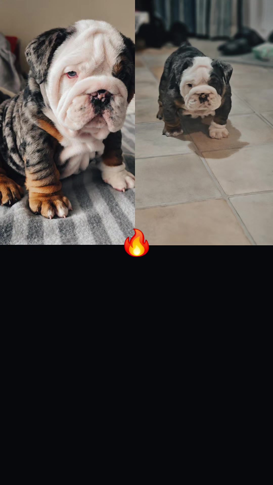 @Bulliciious Bulldogs Aotearoa