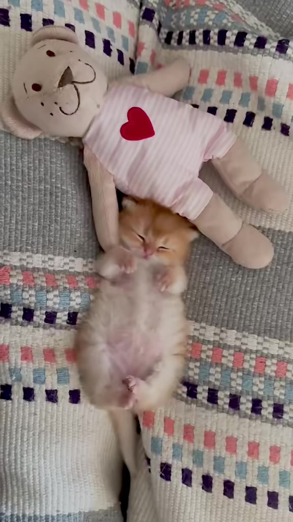 @catbosssss