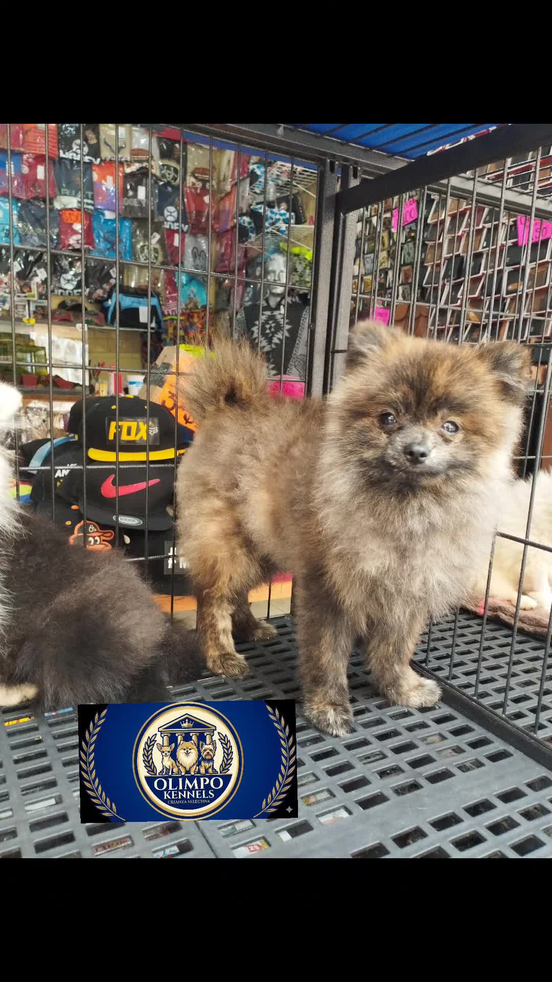 @olimpokennels