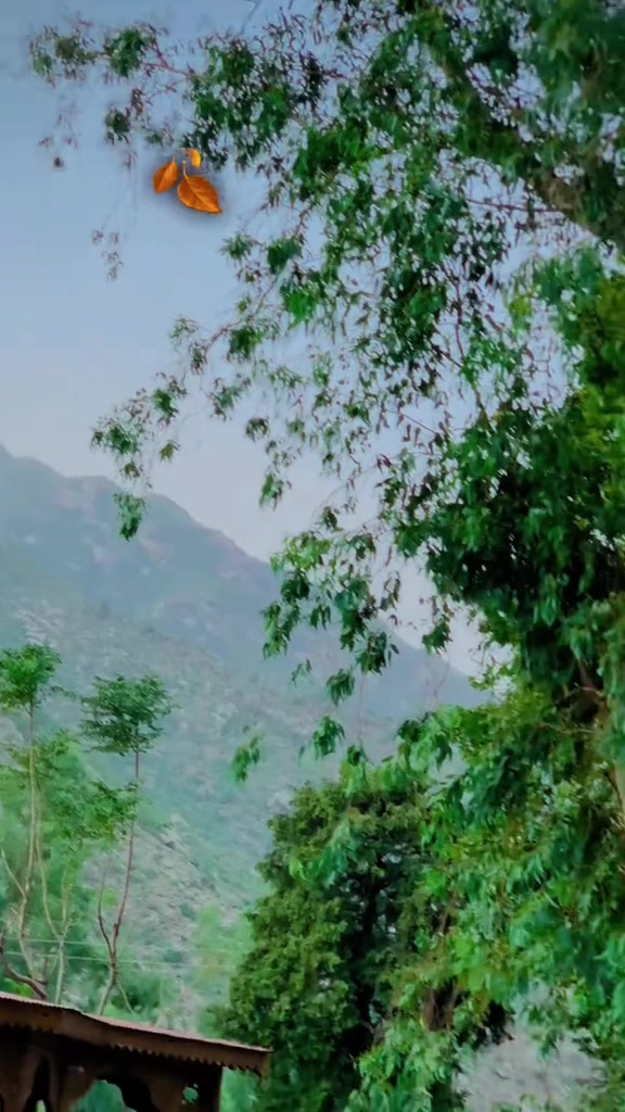 @🍁شہر یار خانی 🦋