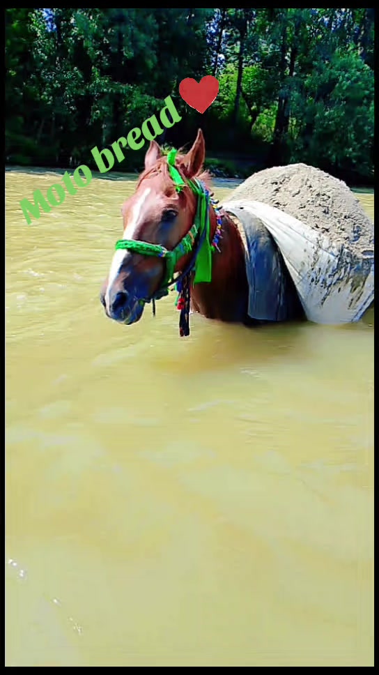 @luqman zaib