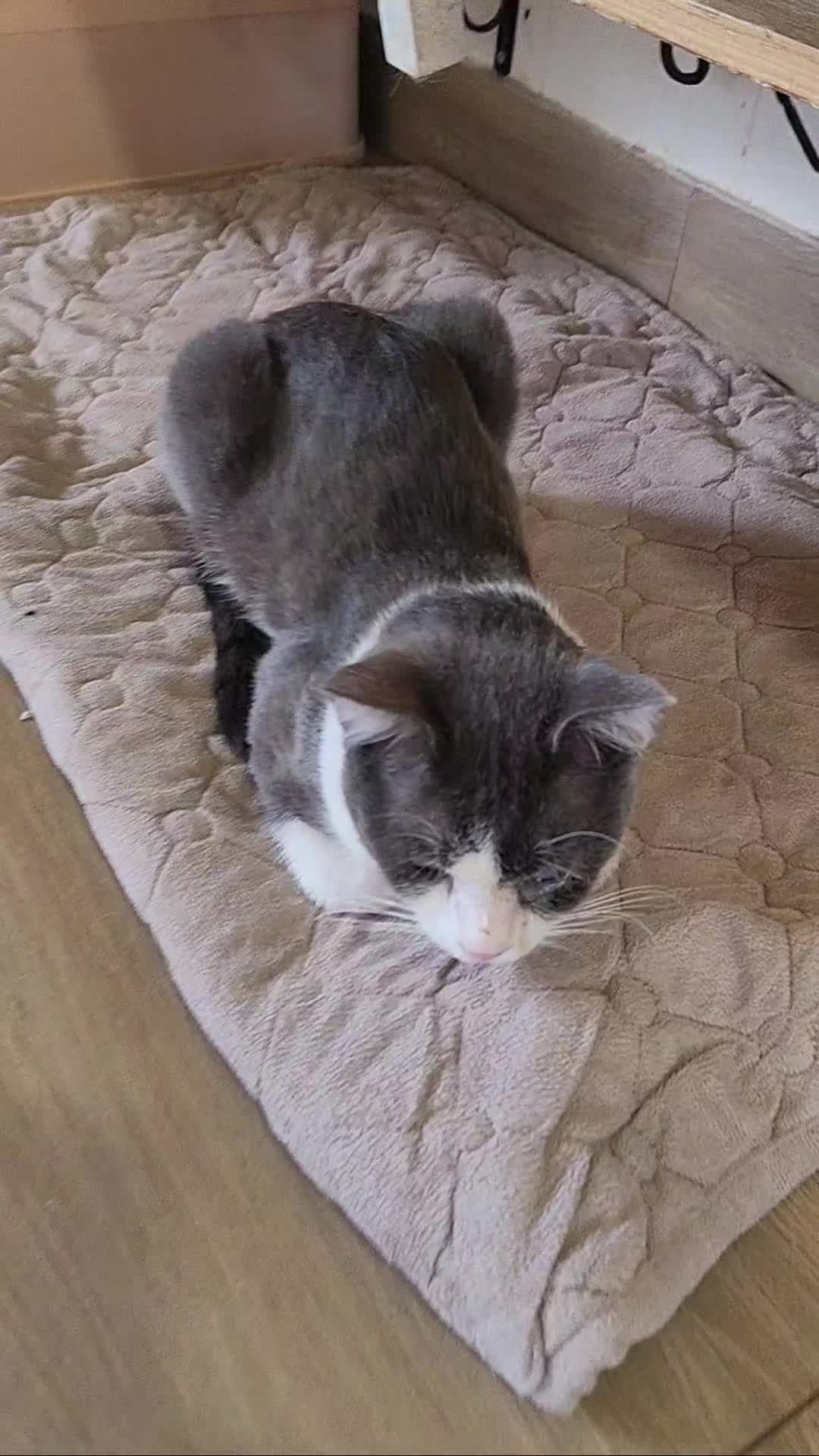 @CAToo Cat Rescue Armenia