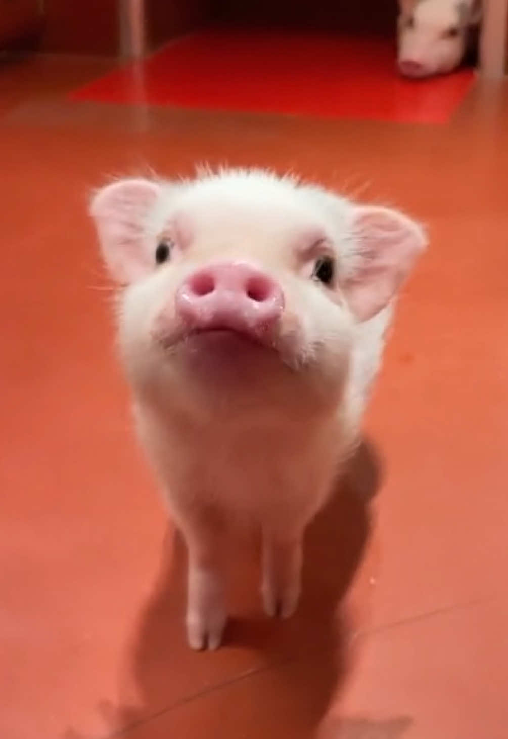 @pignic