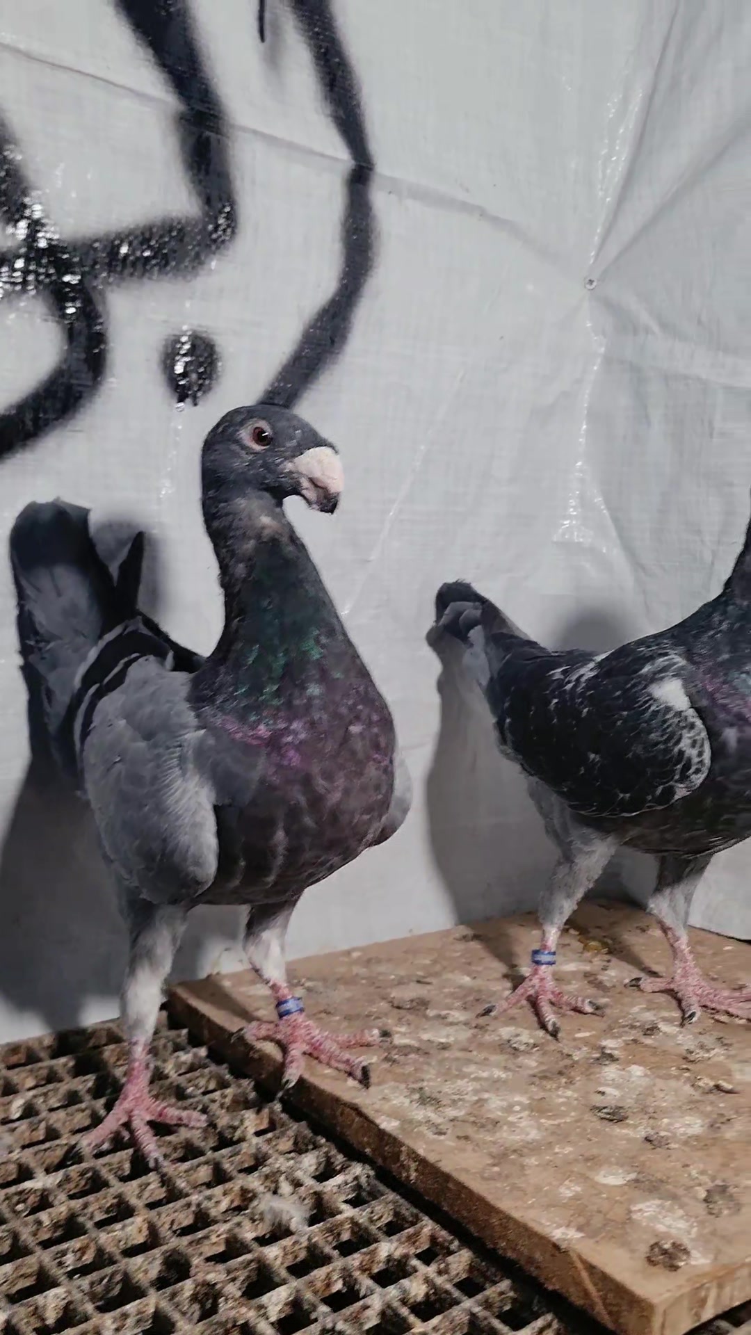 @Pigeons Tv