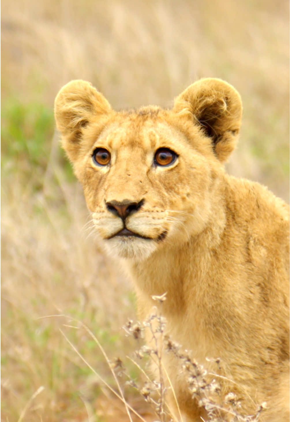 @Kai Meyer | Wildlife Filmmaker