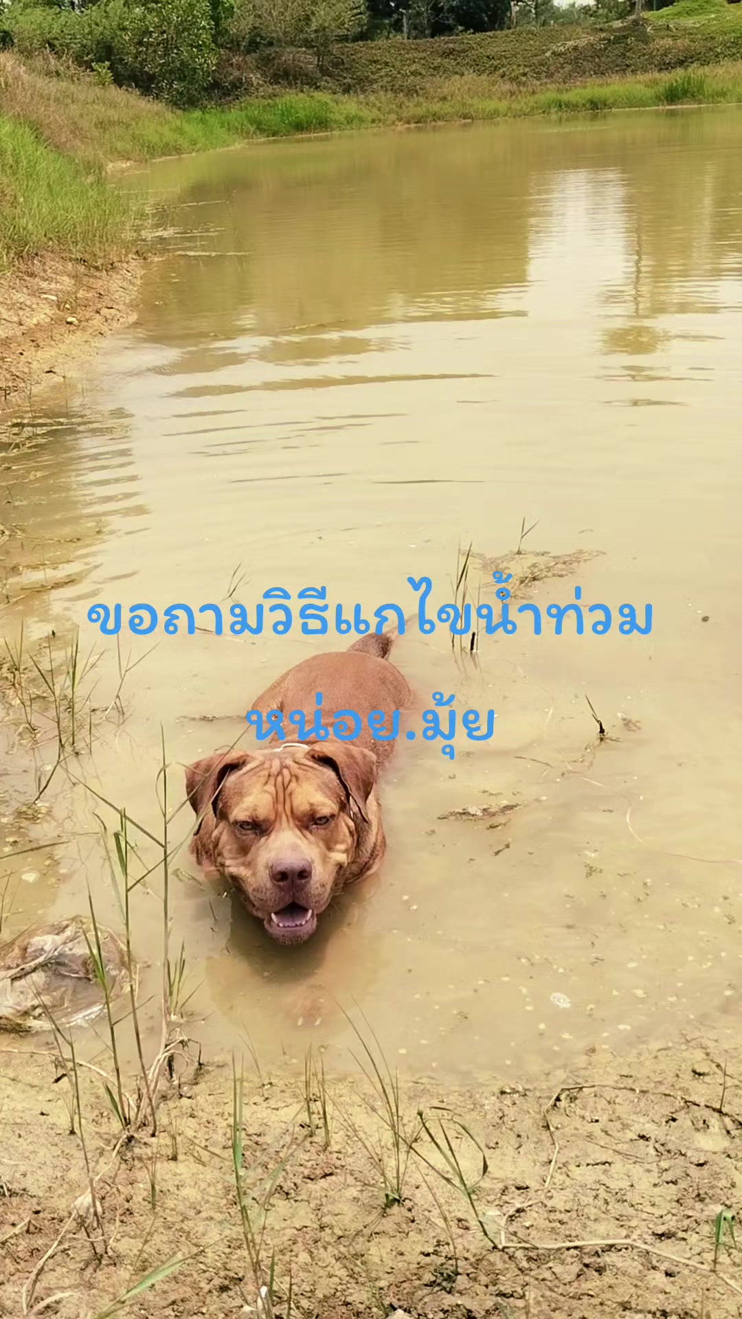 @หม้อดิน